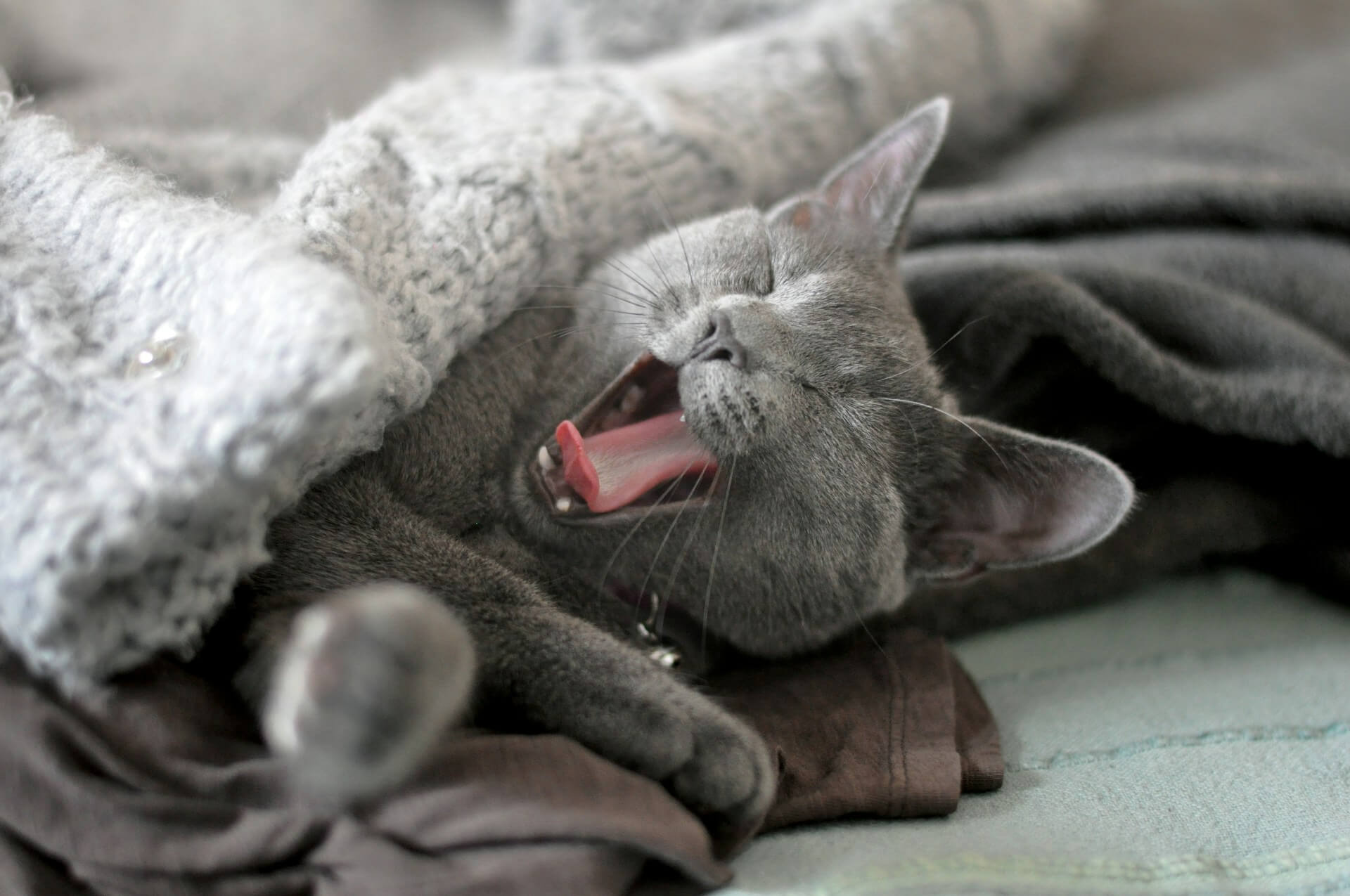 How to Remove Cat Fur from Blankets: Quick and Easy Solutions