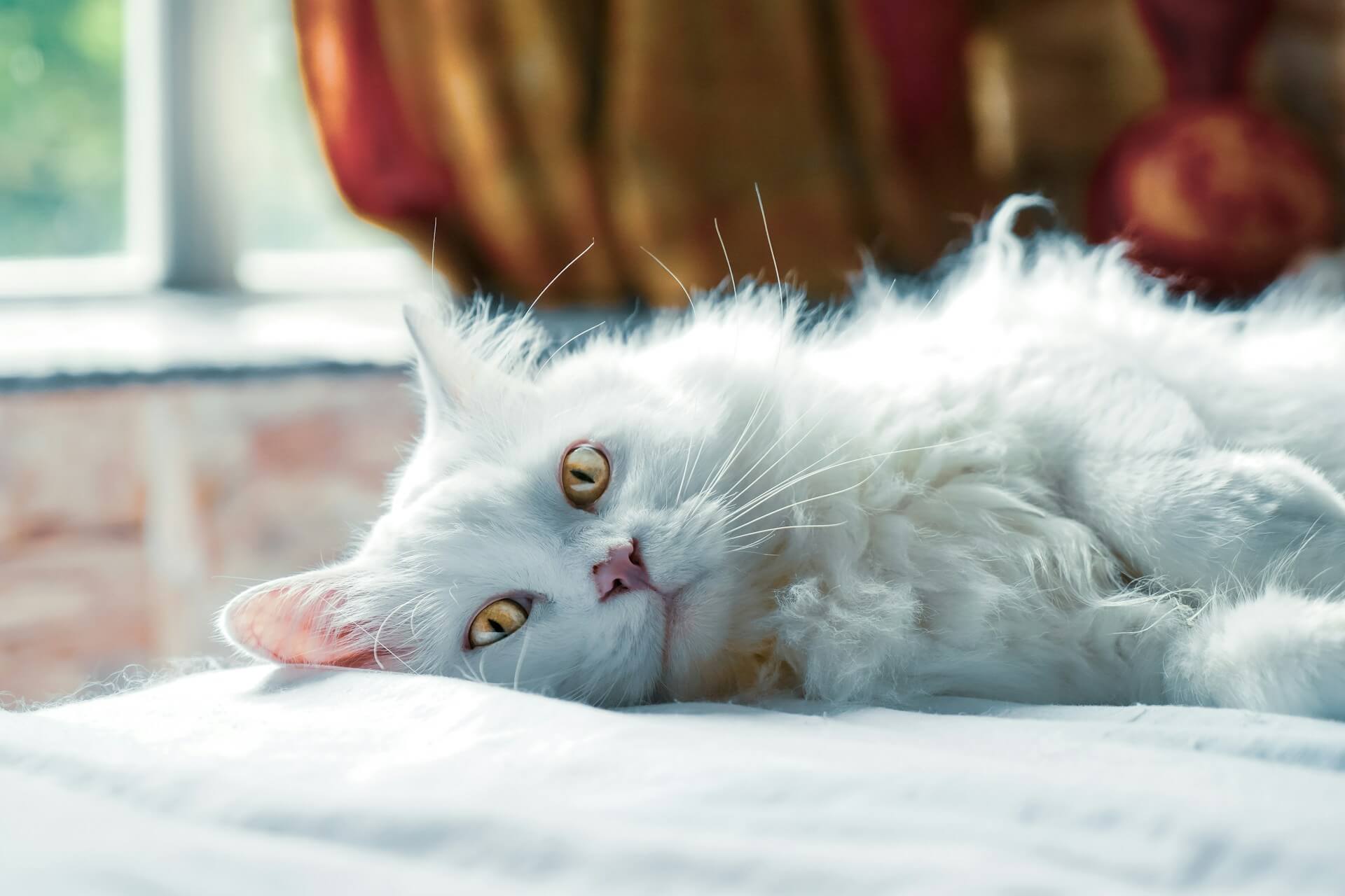 How to Brush Your Long-Haired Cat | Bailey Brush - Long Coat Cat Brush