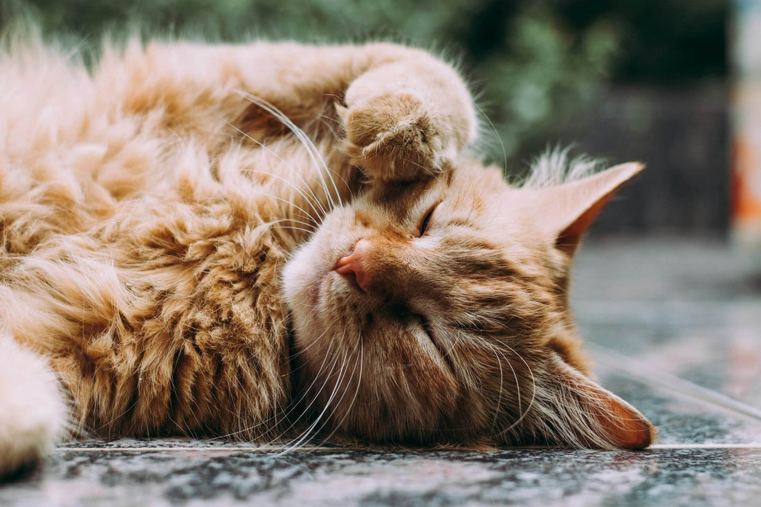 Why is My Cat Pulling Her Hair Out? Identifying the Root Causes