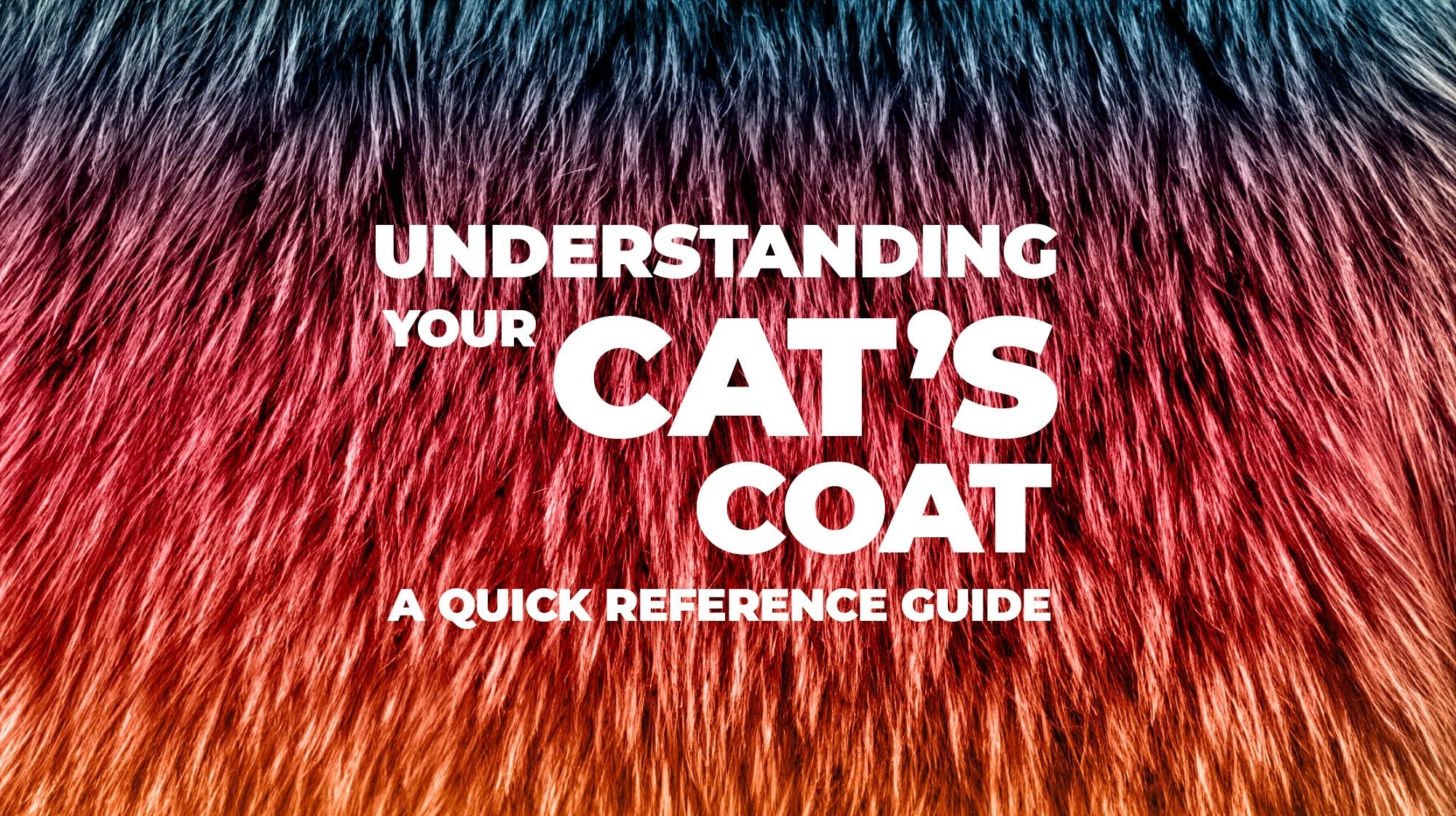 Understanding Your Cat's Coat A Quick Reference Guide