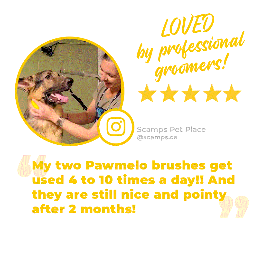 The Bailey Brush Silicone Dog Brush
