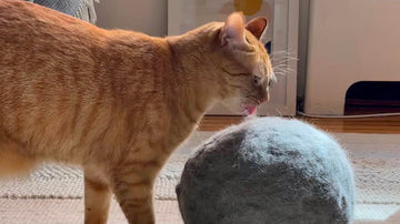 Bailey Blog Image of Ginger Cat licking a Giant Furball