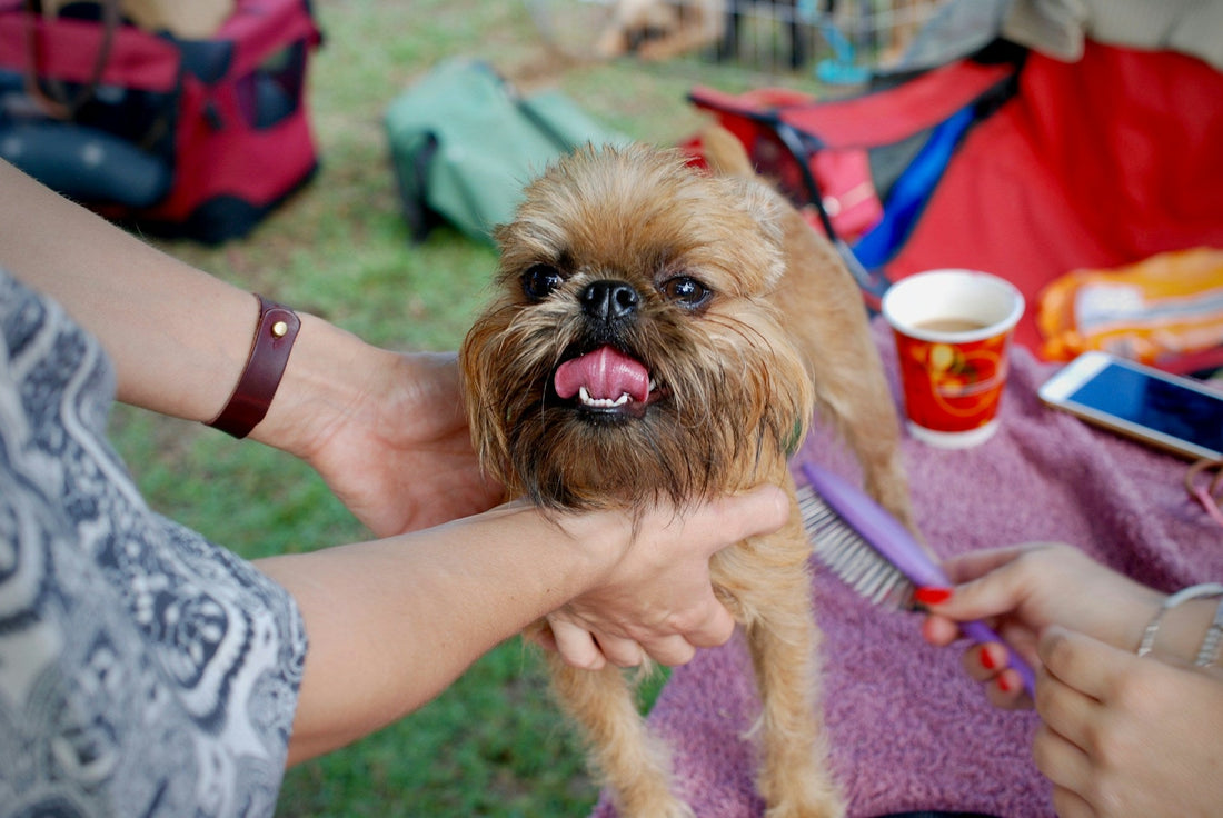 What kind of brush do dog groomers use to groom like a legend?