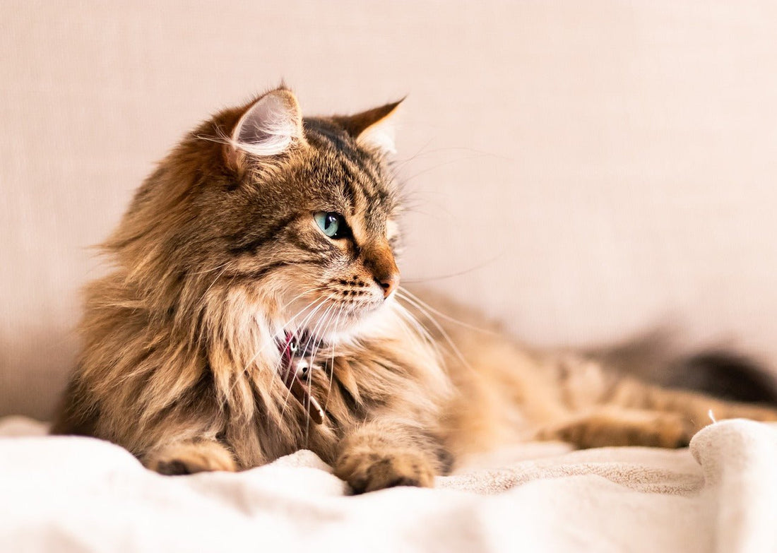 Should I Brush My Long Haired Cat Every Day?