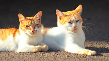 Why the experts say a silicone cat grooming brush is the best kind for your pet