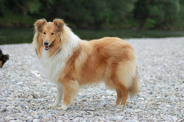 Dog Grooming Brush for Long Hair