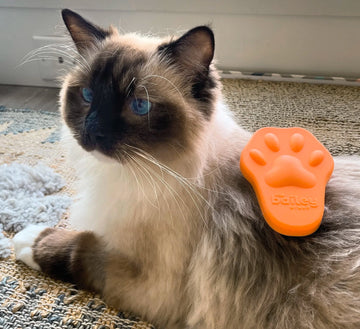 cat grooming with a soft brush on a fluffy cat's back, highlighting common mistakes in cat grooming.