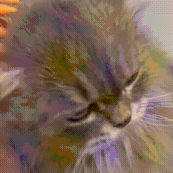 Brush your cat every day