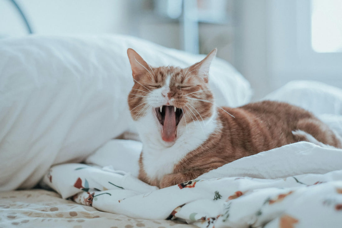 How Long Should I Brush My Cat