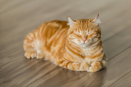 Ginger cat sleeping for article how long does it take cat hair to grow back