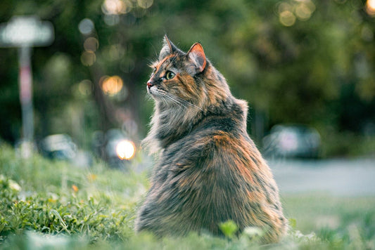 What Kind of Brush is Best for Long Hair Cats?