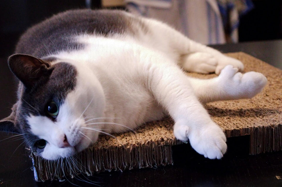 Stunning Removing Matted Fur From Short Haired Cat image