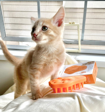 huey the cat posing with his pawpaya orange bailey brush cat brush