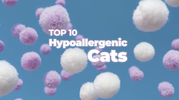 hypo-allergenic cats for people with allergies