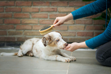 How Often Should You Brush Your Dog